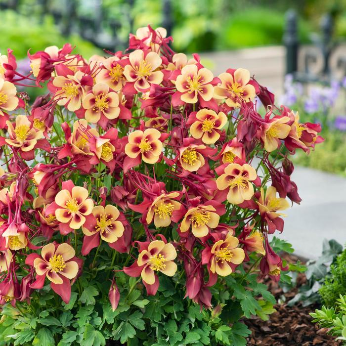 Aquilegia Earlybird Red Yellow- кандилка ниска в червено и жълто, хибрид (1499)
